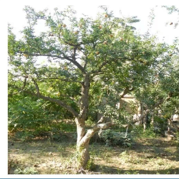 石榴樹(shù)直徑23公分(fēn)