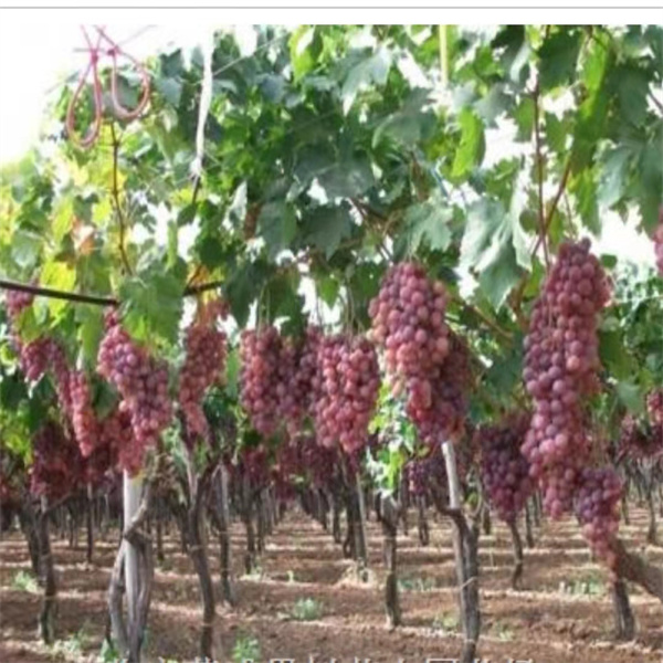 葡萄樹(shù)
