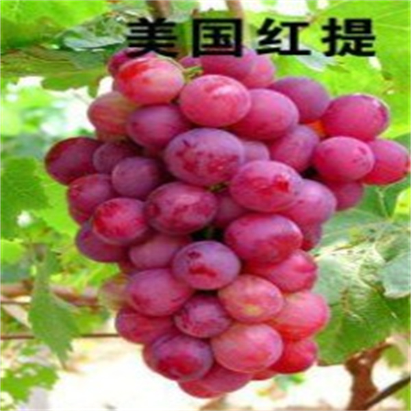 美(měi)國(guó)紅(hóng)提【爬藤植物(wù)】