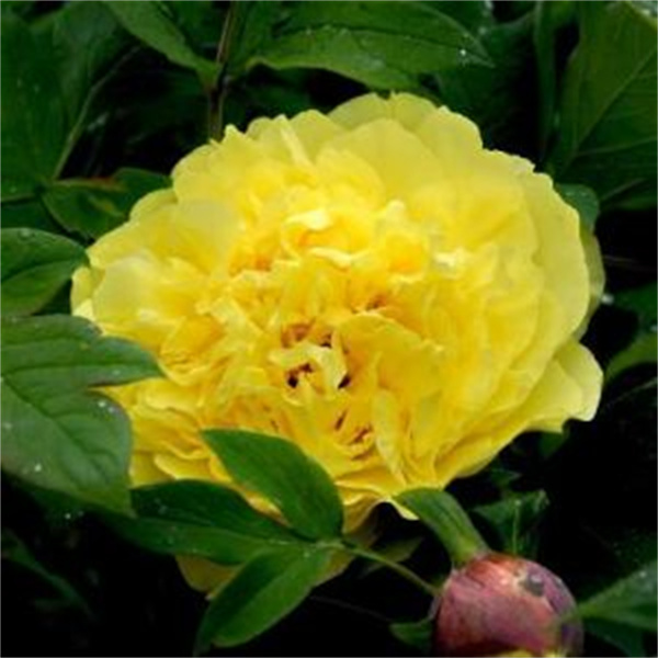 金(jīn)晃牡丹花(huā)苗