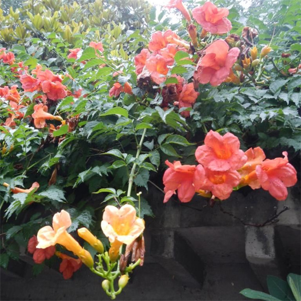 淩霄【爬藤植物(wù)】花(huā)期6&mdash;8月(yuè)，花(huā)色桔紅(hóng)
