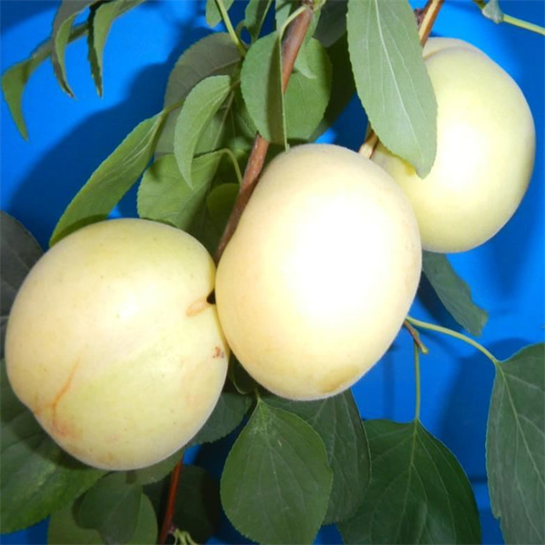 大(dà)白(bái)杏