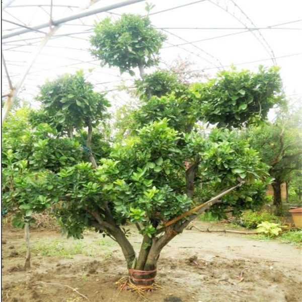 大(dà)葉黃(huáng)楊造型樹(shù)