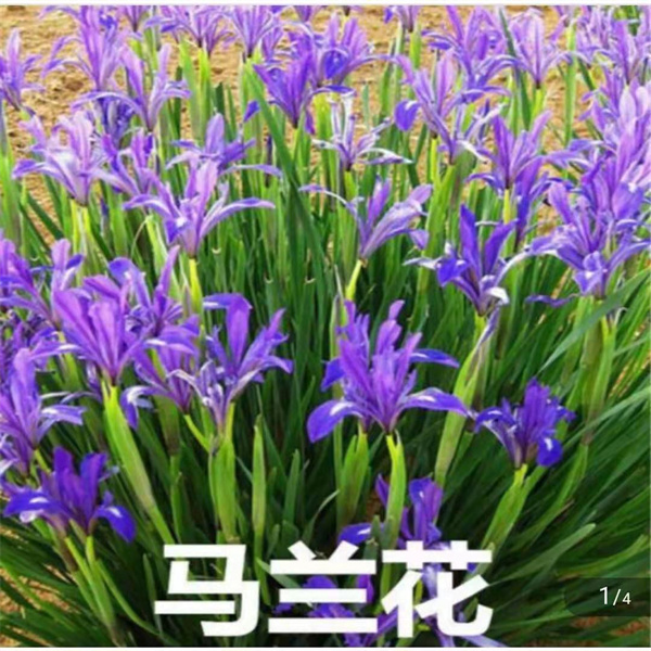 馬蘭花(huā)