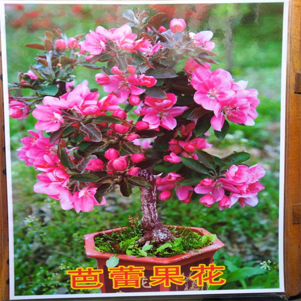 芭蕾果花(huā)