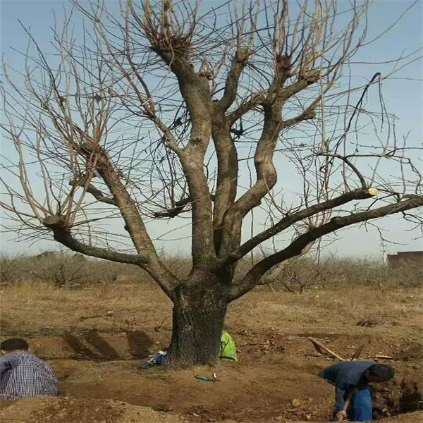 柿子(zǐ)樹(shù)